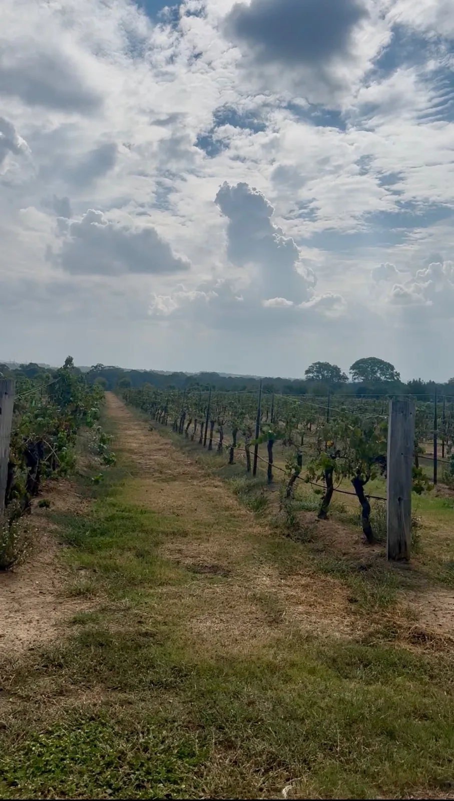 A row of vines in a vineyard in the Hunter Valley